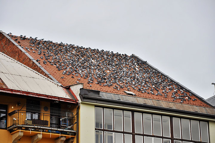 A2B Pest Control are able to install spikes to deter birds from roofs in East Grinstead. 
