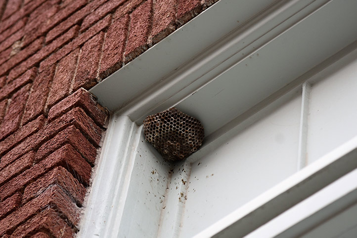 We provide a wasp nest removal service for domestic and commercial properties in East Grinstead.